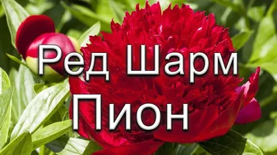 Купить Пионы в москве от 310 руб