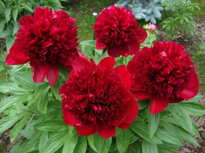 ᐅ Пион \"Ред Шарм\" (Paeonia \"Red Charm\") купить по цене производителя  ✓доставкой почтой в магазине ❀Пролисок❀ Украина - Интернет-магазин  «Пролисок» - садовые растения почтой