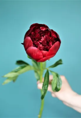 Пионы Ред Шарм малиновые (РБ) купить в Минске - LIONflowers