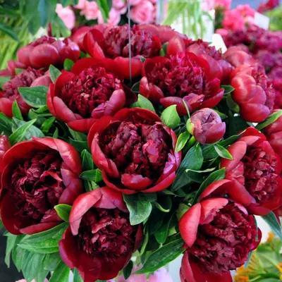Пион Ред Чарм / Ред Шарм (Paeonia Red Charm)