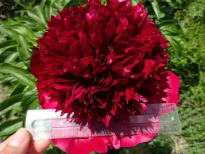Пион Ред Шарм (ID#95173363), цена: 25 руб., купить на Deal.by