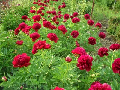 Пионы Red Sharm - купить в Москве | Flowerna