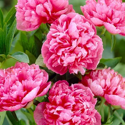 Пион лекарственный Розеа Плена Paeonia officinalis Rosea Plena Шт в  Ленинградской области и СПб.