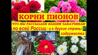 Пион молочноцветковый \"Rosea Plena\" (Розеа Плена): купить саженцы в Москве  - Ромашкино Парк