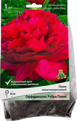 Купить ПОИСК - Растение Пион травянистый Поиск Оффициналис Рубра Плена с  доставкой до двери. Характеристики, цена 599 руб. | Артикул: 4507810