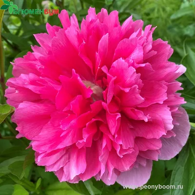 Пион лекарственный Розеа Плена (Paeonia officinalis Rosea Plena)