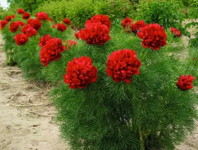 Саженцы Пион Tenuifolia Rubra Plena (Тенуфолия Рубра Плена) купить в Москве  цена 2515 руб. | Мои Саженцы