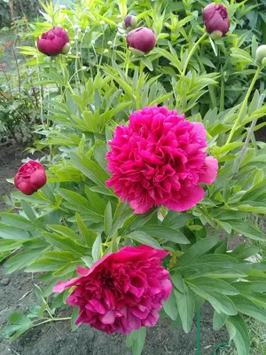 ᐅ Пион лекарственный \"Рубра Плена\" (Paeonia officinalis \"Rubra Plena\")  купить по цене производителя ✓доставкой почтой в магазине ❀Пролисок❀  Украина - Интернет-магазин «Пролисок» - садовые растения почтой