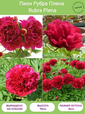 Пион лекарственный “Рубра Плена” (Paeonia officinalis “Rubra Plena”) купить  в Украине на Roslynky.Market