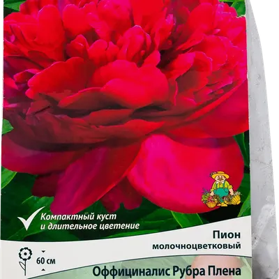 Пион тонколистный Рубра Плена махровый peony Rubra Plena double Вид и  качество корней для продажи - YouTube