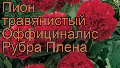 https://ekaterinburg.leroymerlin.ru/product/pion-travyanistyy-officinalis-rubra-plena-81945478/