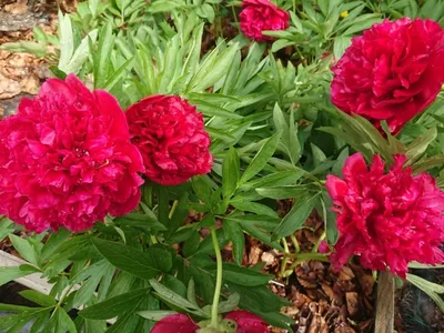 Paeonia Tenuifolia Rubra Plena (double) Пион Тонколистный Рубра Плена