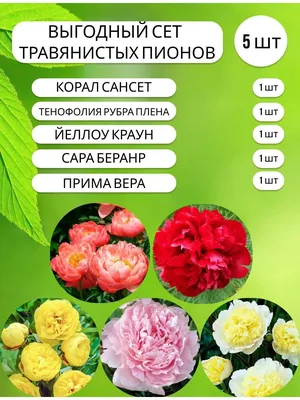 Пион лекарственный Рубра плена – Paeonia officinalis Rubra Plena