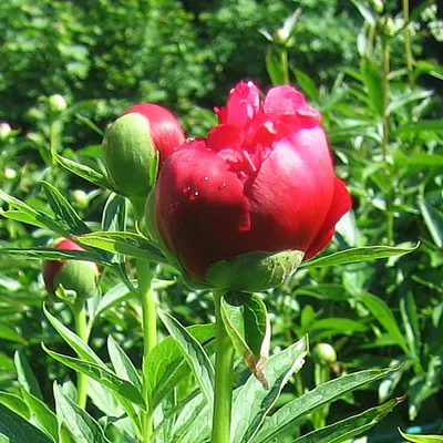 Пион лекарственный “Рубра Плена” (Paeonia officinalis “Rubra Plena”) купить  в Украине на Roslynky.Market