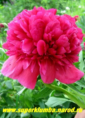 Пион лекарственный Рубра плена – Paeonia officinalis Rubra Plena