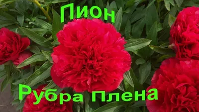 Купить Пион тонколистный Рубра Плена в Москве и РФ. Описание сорта. Пункты  самовывоза. Почтой (наложенный платеж). Доставка курьером по МО.