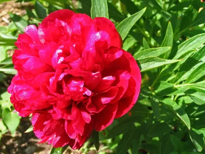 САЖЕНЦЫ | ДОСТАВКА ПО МИРУ on Instagram: \"Пион Рубра Плена (Paeonia  officinalis Rubra Plena) Цена 930руб Пион Рубра Плена ( Paeonia officinalis  Rubra Plena ). Махровый шаровидный. Цветок блестящий, тёмно-вишнёвый,  диаметром 14-15