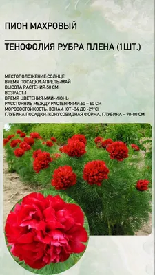 Пион молочноцветковый \"Rubra Plena\" (Рубра Плена): купить саженцы в Москве  - Ромашкино Парк