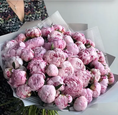 15 нежно-розовых пионов Сара Бернар в упаковке купить недорого | доставка  по Москве и области