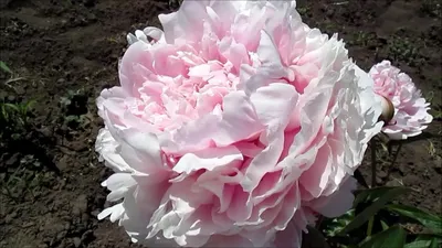 Купите пион sarah bernhardt (сара бернар) 🌹 из питомника Долина роз с  доставкой!