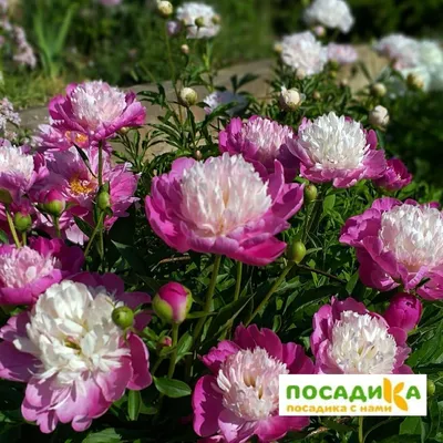 Пион Селебрити – Paeonia Celebrity