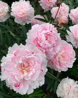 Stunning Peony 'Rare Flower of the Frosty Dew'