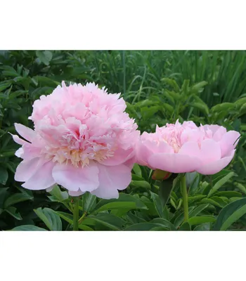 Пион - самый любимый цветок наших садоводов | Магазинная душа (Чем богаты,  тем и рады!) | Дзен