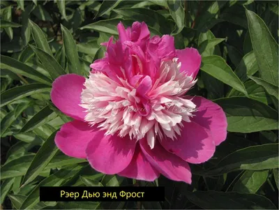 Пион молочноцветковый Кора Стаббс Paeonia lactiflora Cora Stubbs имеет  прямые стебли. Листья плоские, чуть сборчатые, блестящие, светло-зелёные.  Форма цветка - японской формы, анемоновидной. Двухцветный. - Экзотик Флора