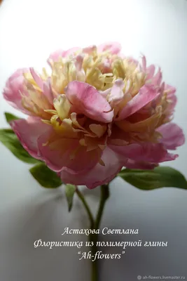 Какие сорта пионов имеют самые крупные и красивые цветы | НПО «Сады России»  — когда сад в удовольствие! | Дзен