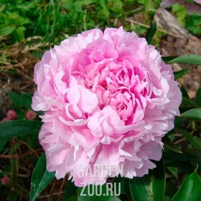 Какие сорта пионов имеют самые крупные и красивые цветы | НПО «Сады России»  — когда сад в удовольствие! | Дзен