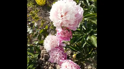 Пион травянистый Щербет Paeonia herbaceous Xi Shi Fen - KrapivaShop