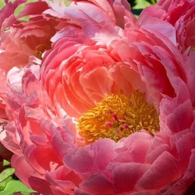 Пион травянистый Щербет Paeonia herbaceous Xi Shi Fen - KrapivaShop