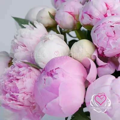 Цветочный сет из роз \"Малиновый щербет\" - заказать доставку цветов в Москве  от Leto Flowers