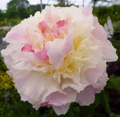 Пион молочноцветковый Ширли Темпл (Paeonia lactiflora Shirley Temple)