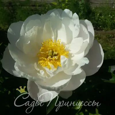 Пион молочноцветковый Ширли Темпл (Paeonia lactiflora Shirley Temple)