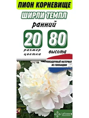 Пион травянистый Ширли Темпл в тубе купить в г. Иваново в интернет-магазине  Кенгуру