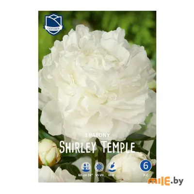 Пион молочноцветковый Ширли Темпл Paeonia Lactiflora (D) Shirley Temple -  KrapivaShop