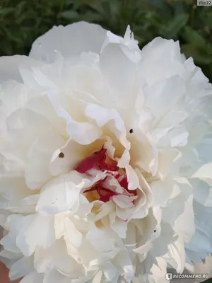 Пион молочноцветковый Ширли Темпл (Paeonia lactiflora Shirley Temple)