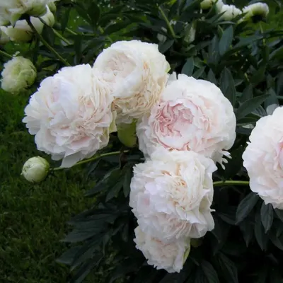 Пион Соланж – Paeonia Solange