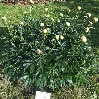 Пион Соланж (Paeonia Solange)