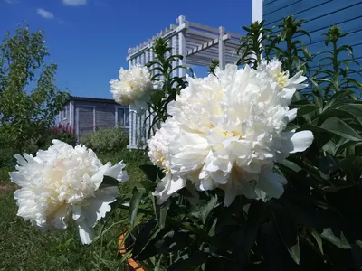 Пион Solange🌷 - купить корневища и саженцы в горшках в Украине |  FLORIUM.UA✓