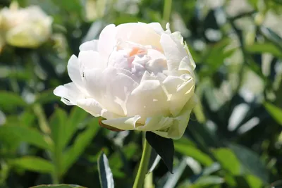 Пион травянистый Соланж (paeonia solange) 🌿 пион Соланж обзор: как сажать  рассада пиона Соланж - YouTube