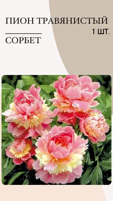 Пион Сорбет (Paeonia Sorbet)