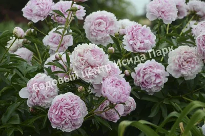 ᐅ Пион \"Сорбет\" (Paeonia \"Sorbet\") купить по цене производителя ✓доставкой  почтой в магазине ❀Пролисок❀ Украина - Интернет-магазин «Пролисок» -  садовые растения почтой