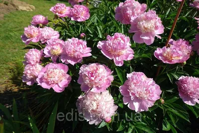 Пион молочноцветковый Сорбет/Paeonia lactiflora Sorbet С3, шт - Амрита