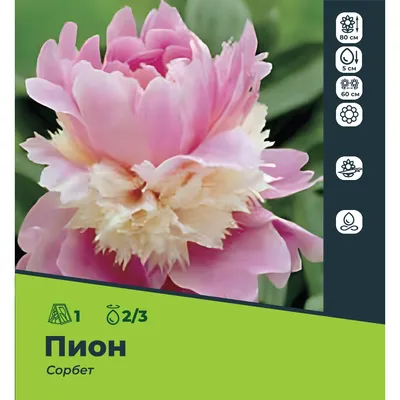 Пион Сорбет (Paeonia Sorbet): описание, посадка, уход и выращивание | Пионы,  Посадка, Цветение