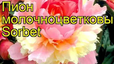 Пион Сорбет – Paeonia Sorbet