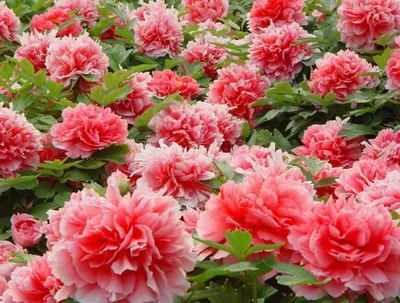 ᐅ Пион \"Сорбет\" (Paeonia \"Sorbet\") купить по цене производителя ✓доставкой  почтой в магазине ❀Пролисок❀ Украина - Интернет-магазин «Пролисок» -  садовые растения почтой