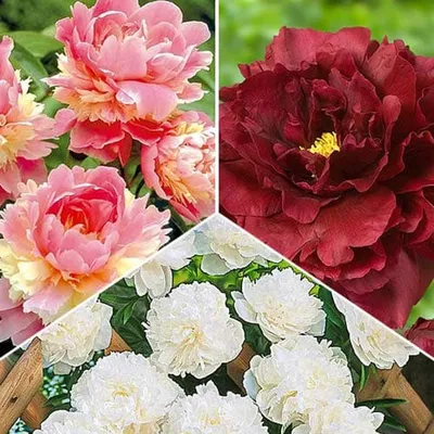 ᐅ Пион \"Сорбет\" (Paeonia \"Sorbet\") купить по цене производителя ✓доставкой  почтой в магазине ❀Пролисок❀ Украина - Интернет-магазин «Пролисок» -  садовые растения почтой