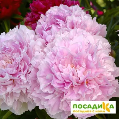 Paeonia 'Sarah Bernhardt' — Википедия